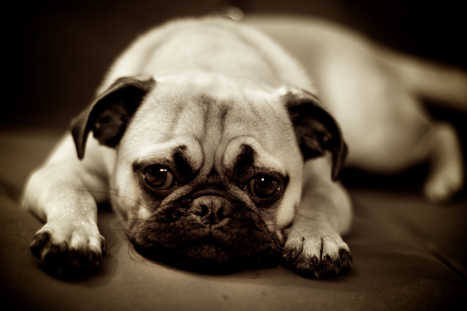 Retro Mops Foto & Bild tiere, haustiere, hunde Bilder auf