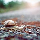 Retro - Schnecke