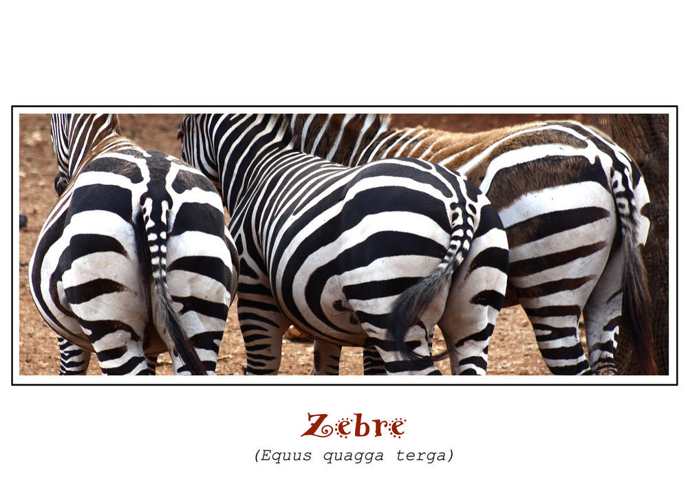 Retrospettiva sulla zebra