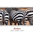 Retrospettiva sulla zebra