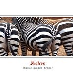 Retrospettiva sulla zebra