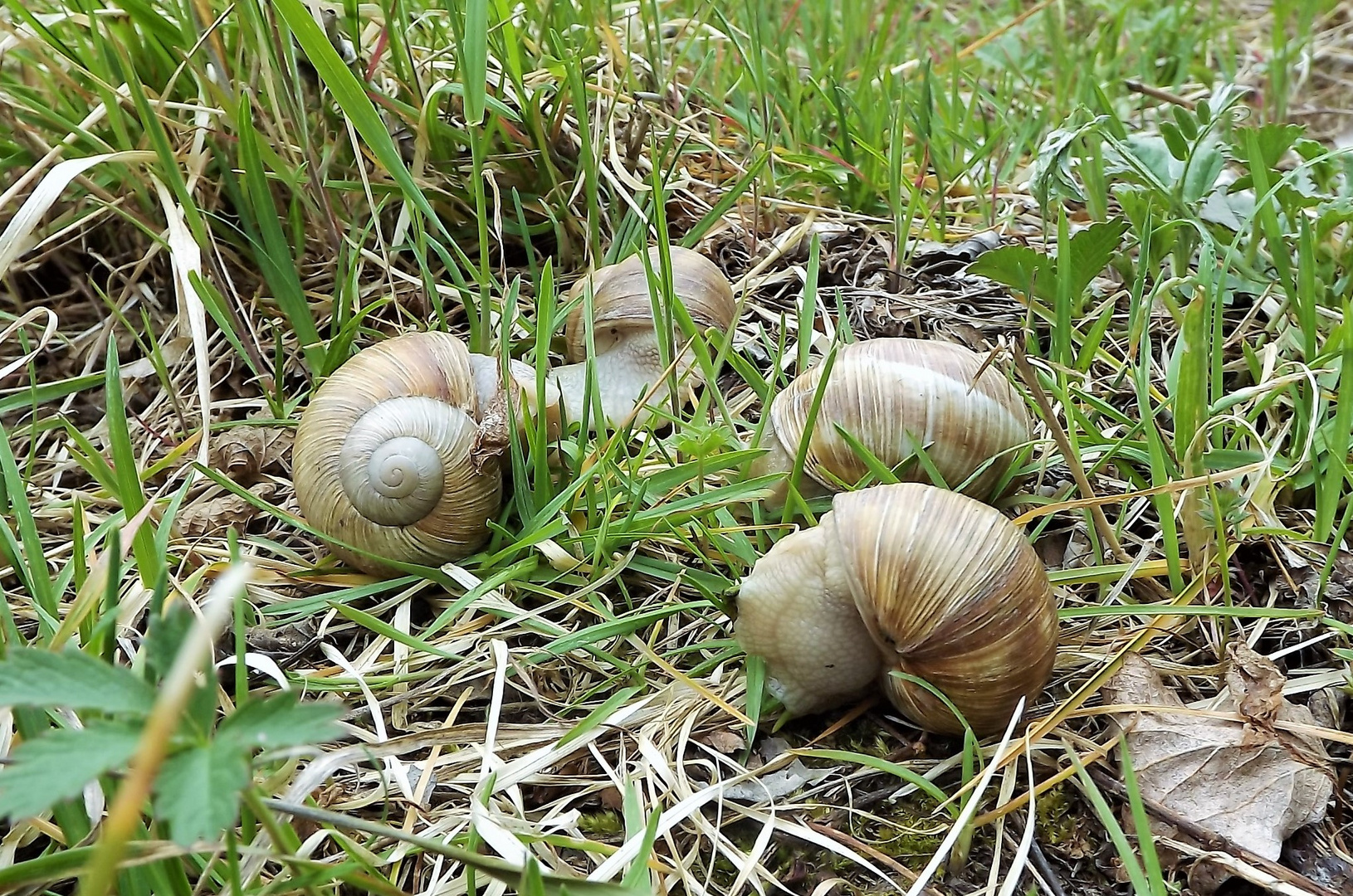 retrouvaille au printemps