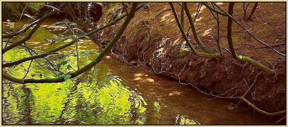 Retrouver la fraîcheur d'un ruisseau en sous-bois