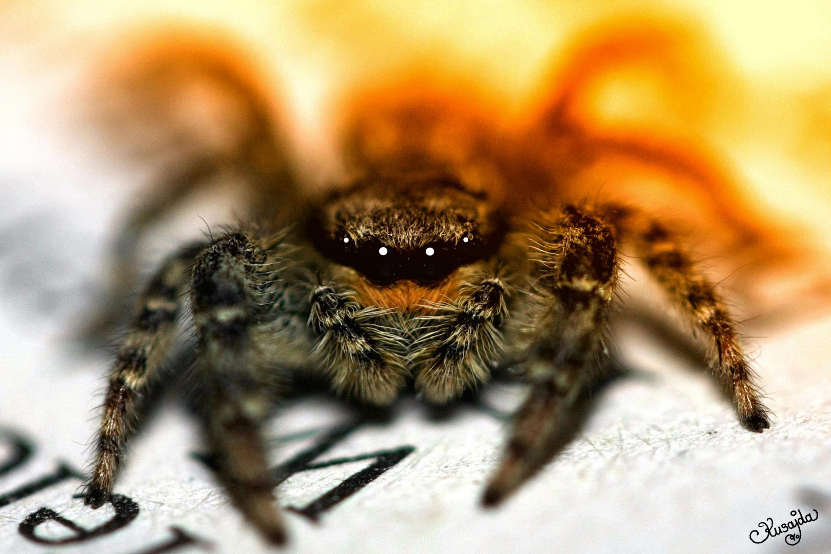 rette sich wer kann foto bild tiere wildlife spinnen bilder auf fotocommunity