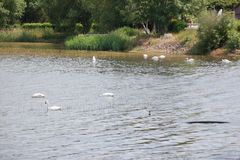 Rettet den Elsterstausee -Die Schwäne