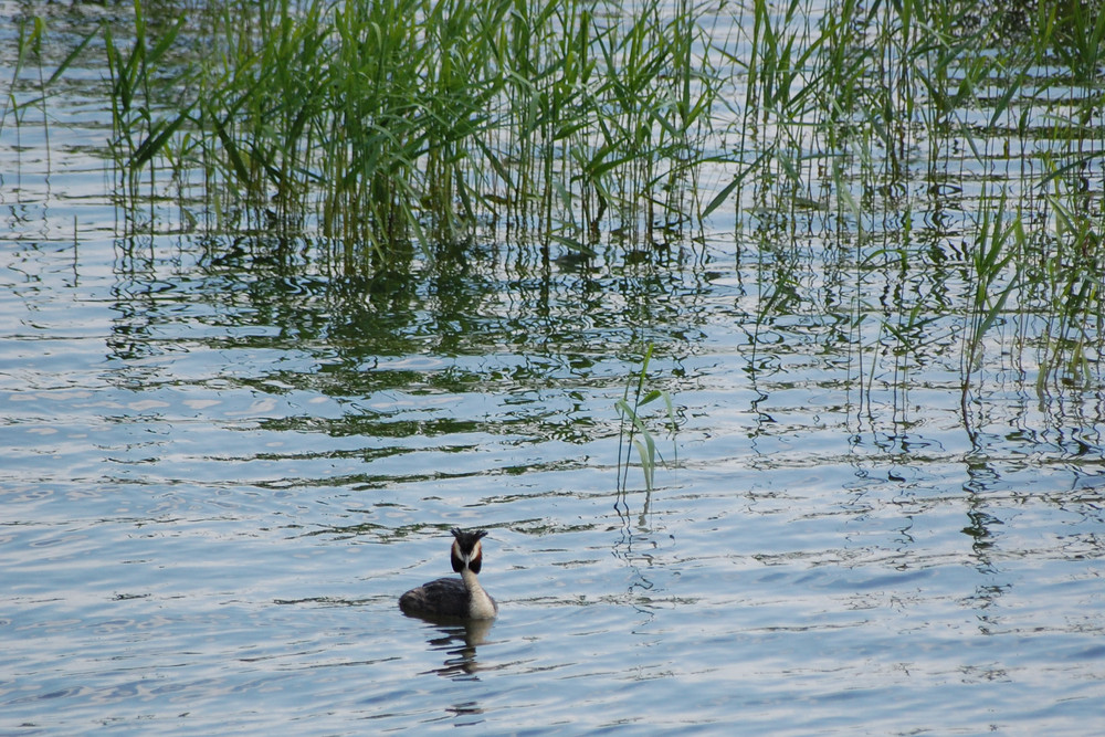 Rettet den Elsterstausee - Impressionen #2