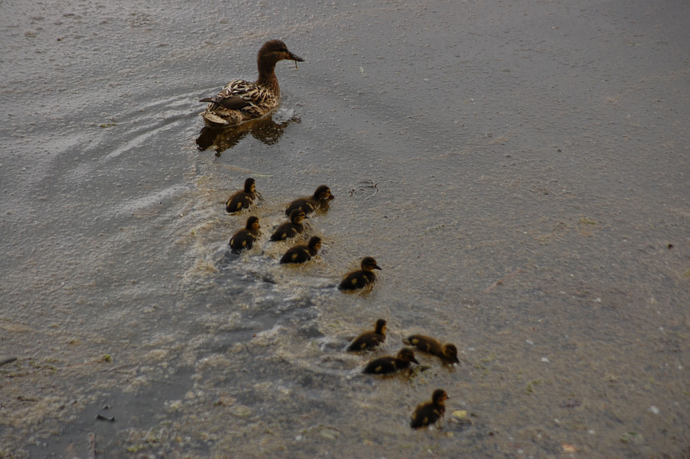 Rettet den Elsterstausee - Tiere kommen zurück