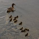 Rettet den Elsterstausee - Tiere kommen zurück