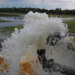 Rettet den Elsterstausee -Vorläufige Rettung #1