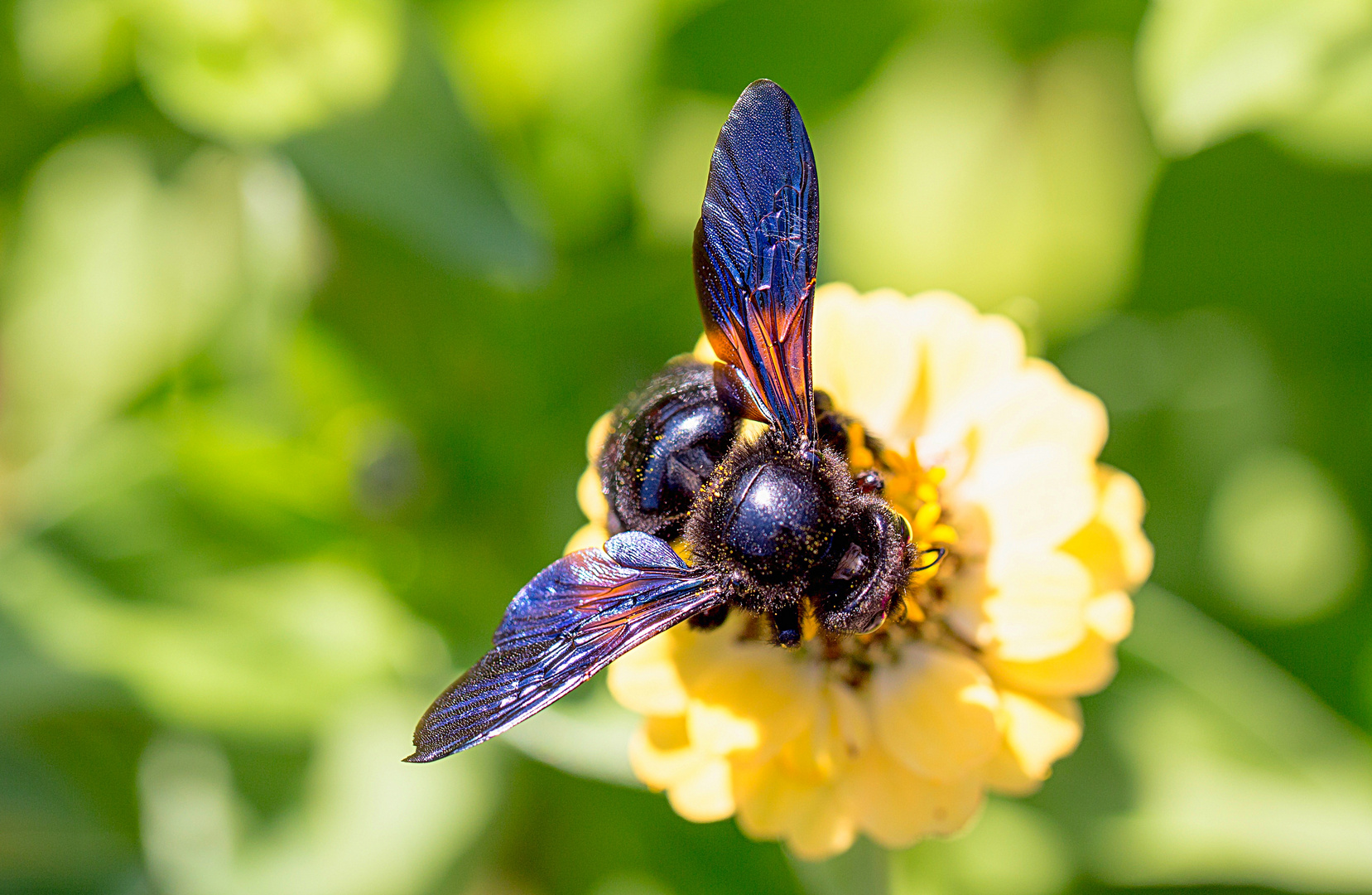 Rettet die Artenvielfalt! - die Blauschwarze Holzbiene