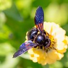 Rettet die Artenvielfalt! - die Blauschwarze Holzbiene