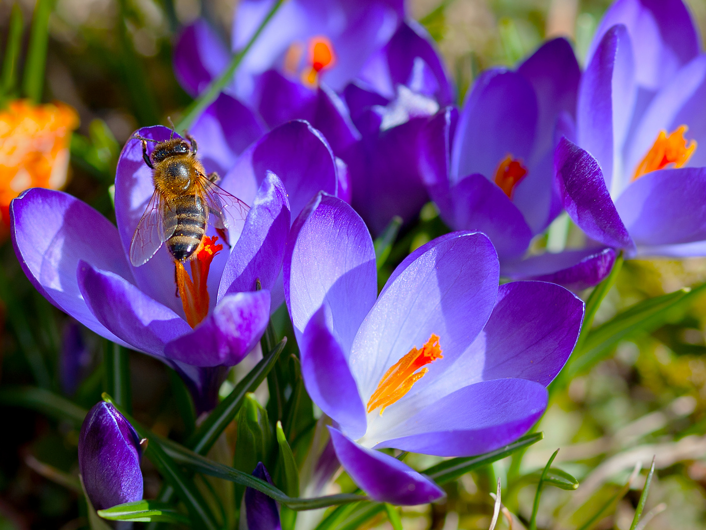 Rettet die Bienen