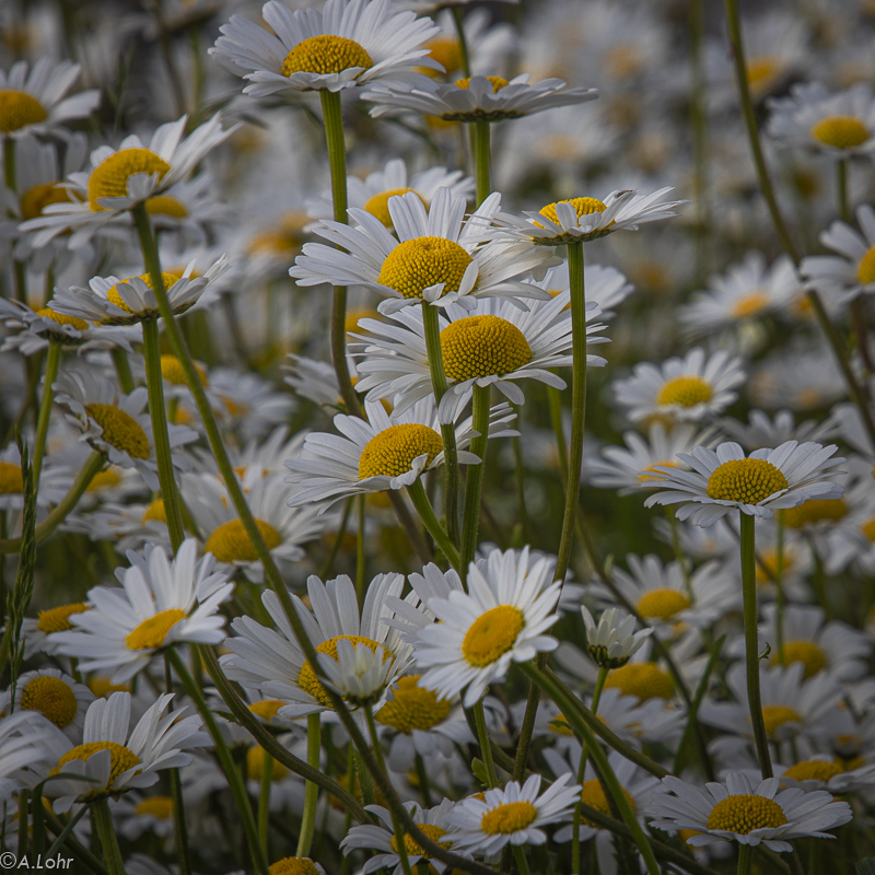 Rettet die Bienen | 2