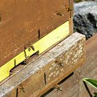 Rettet die Bienen