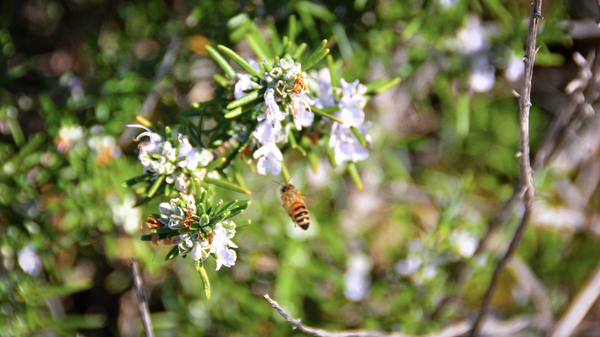 Rettet die Bienen