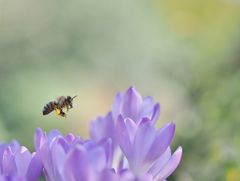 Rettet die Bienen.....