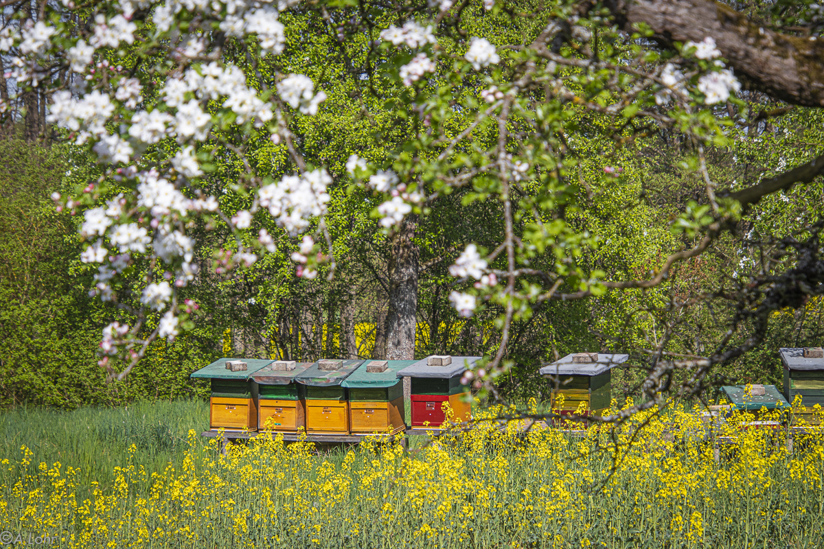 Rettet die Bienen!