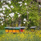 Rettet die Bienen!