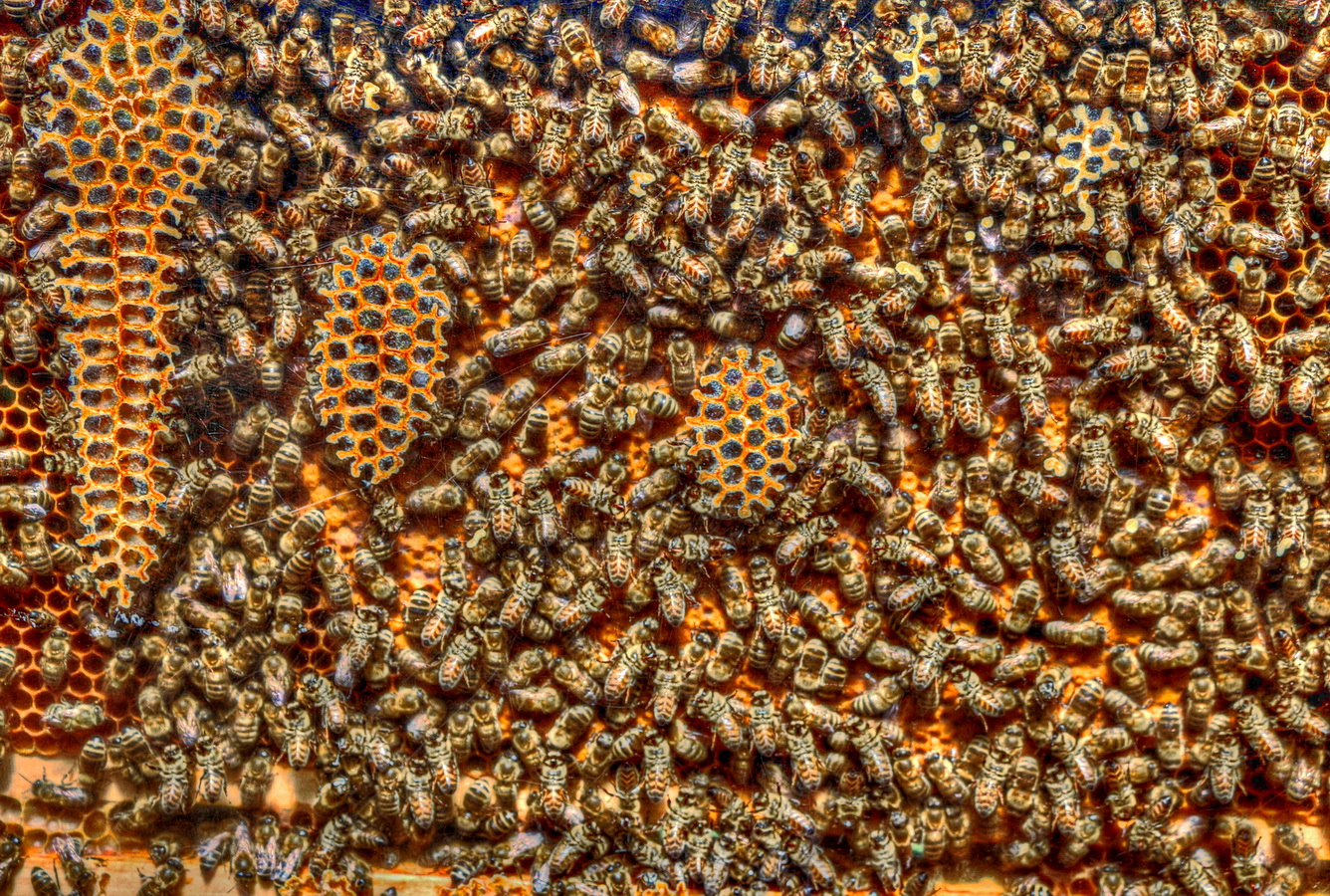 Rettet die Bienen