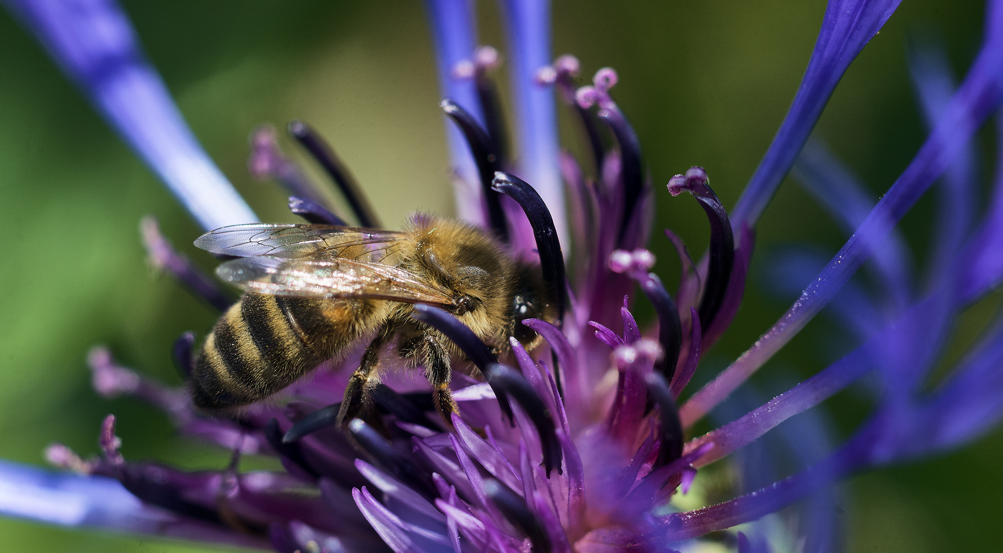 Rettet die Bienen, des Nebenbahnschienenpersonenverkehr,