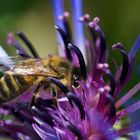 Rettet die Bienen, des Nebenbahnschienenpersonenverkehr,