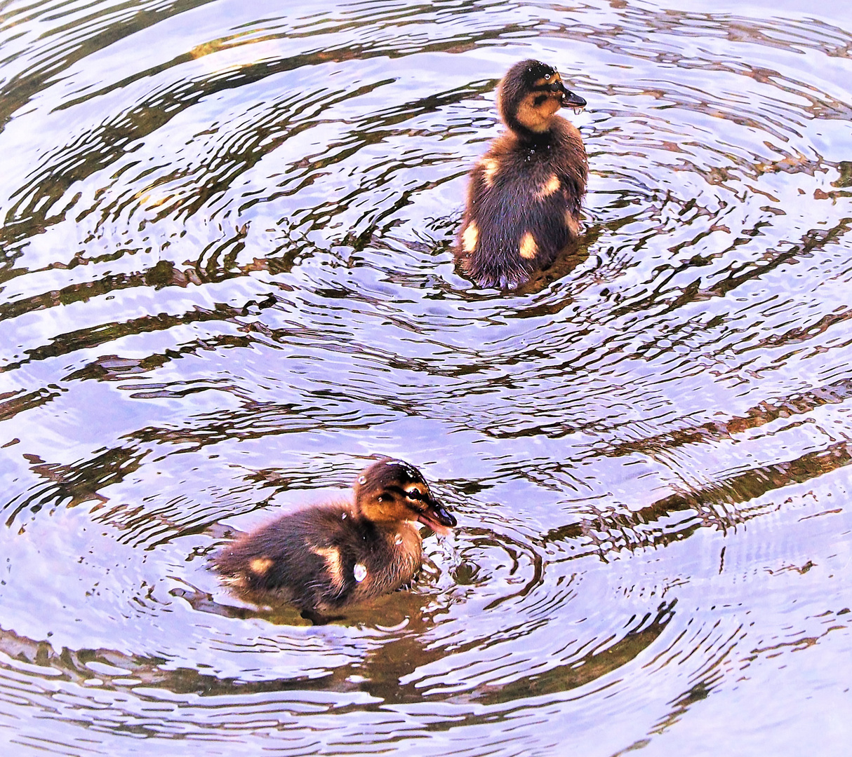 Rettet die Enten!