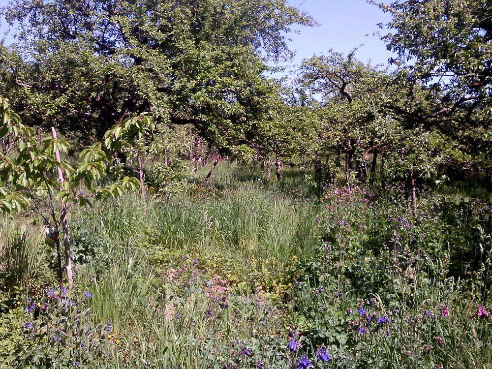 Rettet die Streuobstwiesen ! Save the orchards !