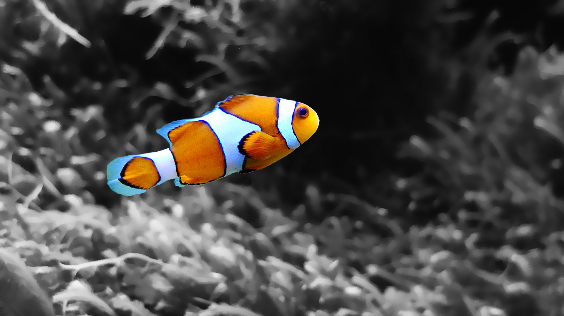 Rettet Nemo