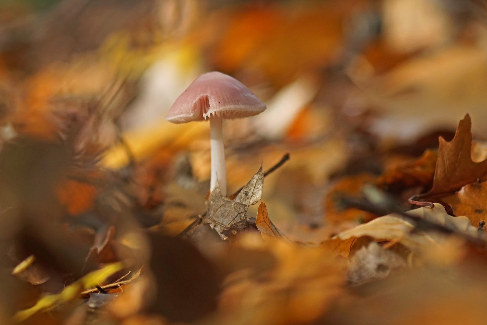 Rettich-Helmling im Herbst-Feuer