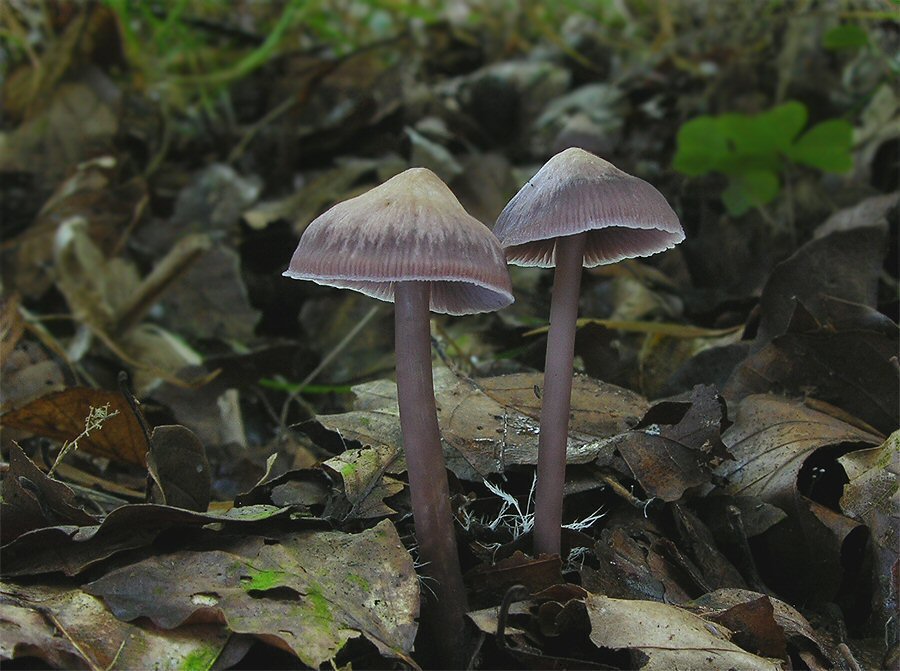 Rettichhelmling (Mycena pura)