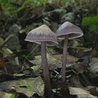 Rettichhelmling (Mycena pura)