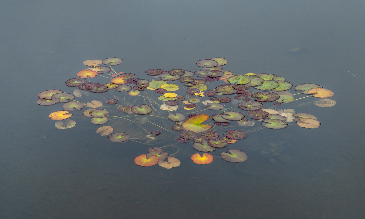 Rettung am Hotelteich