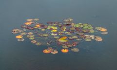 Rettung am Hotelteich