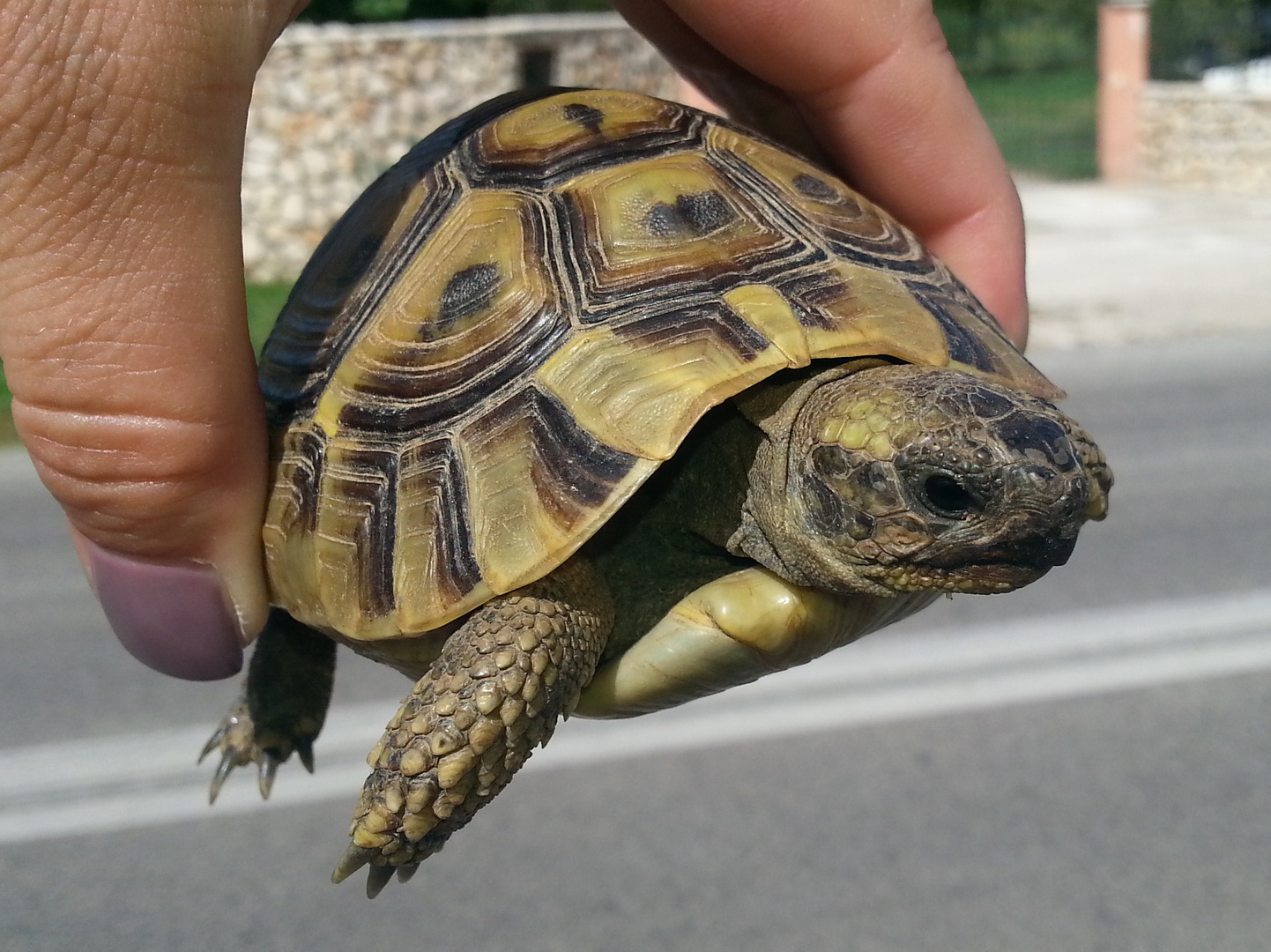 Rettung einer griechischen Landschildkröte :-)