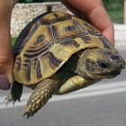 Rettung einer griechischen Landschildkröte :-)