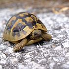 Rettung einer kleinen griechischen Landschildkröte ....