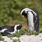 Rettungsaktion Brillenpinguin