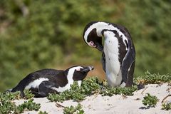 Rettungsaktion Brillenpinguin