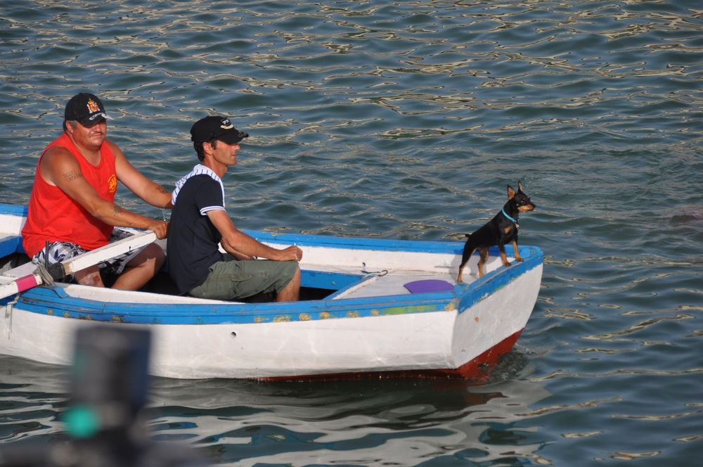 Rettungsboot für die Stiere