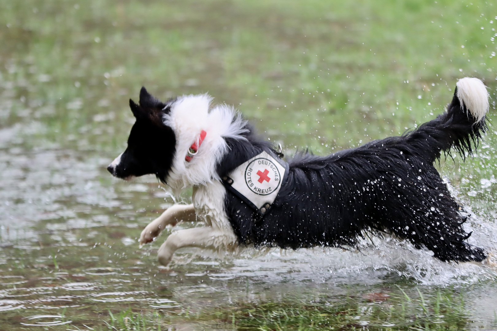 Rettungshund Azubi Mia in Action