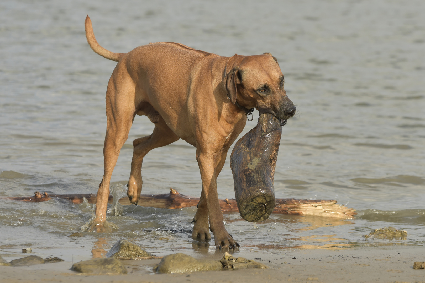 Rettungshund bei der arbeit