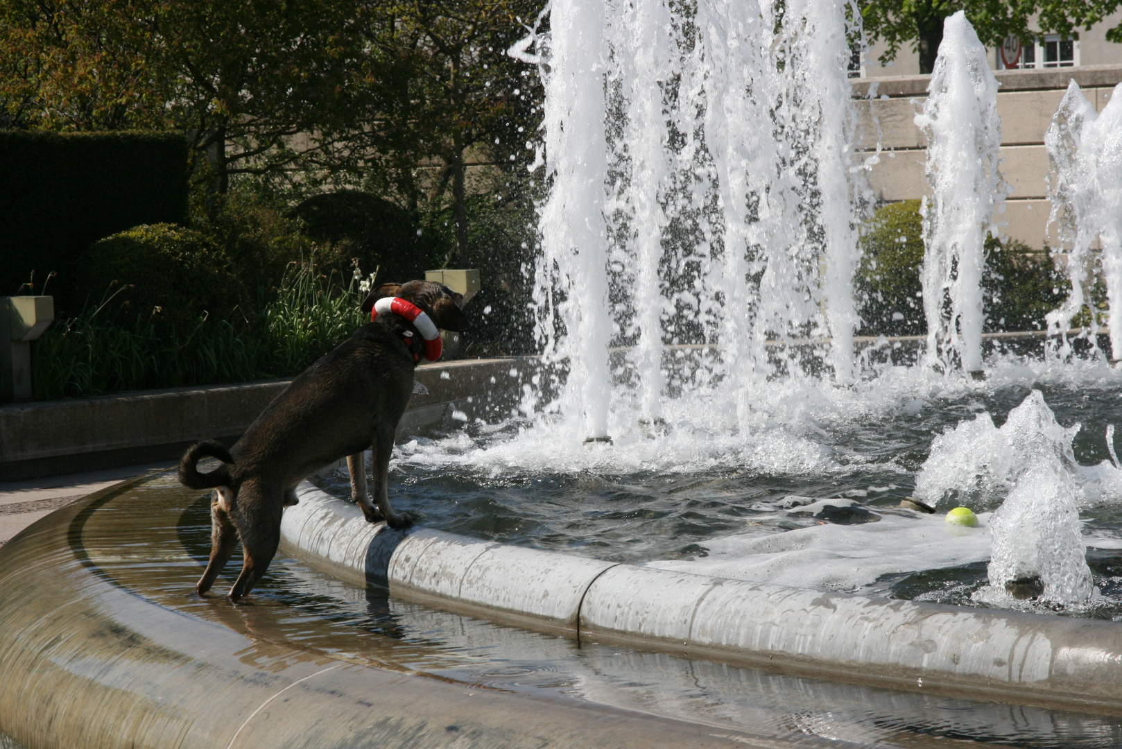 Rettungshund