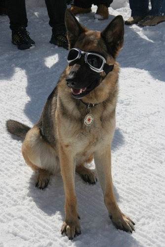 Rettungshund der Bergwacht Zugspitze