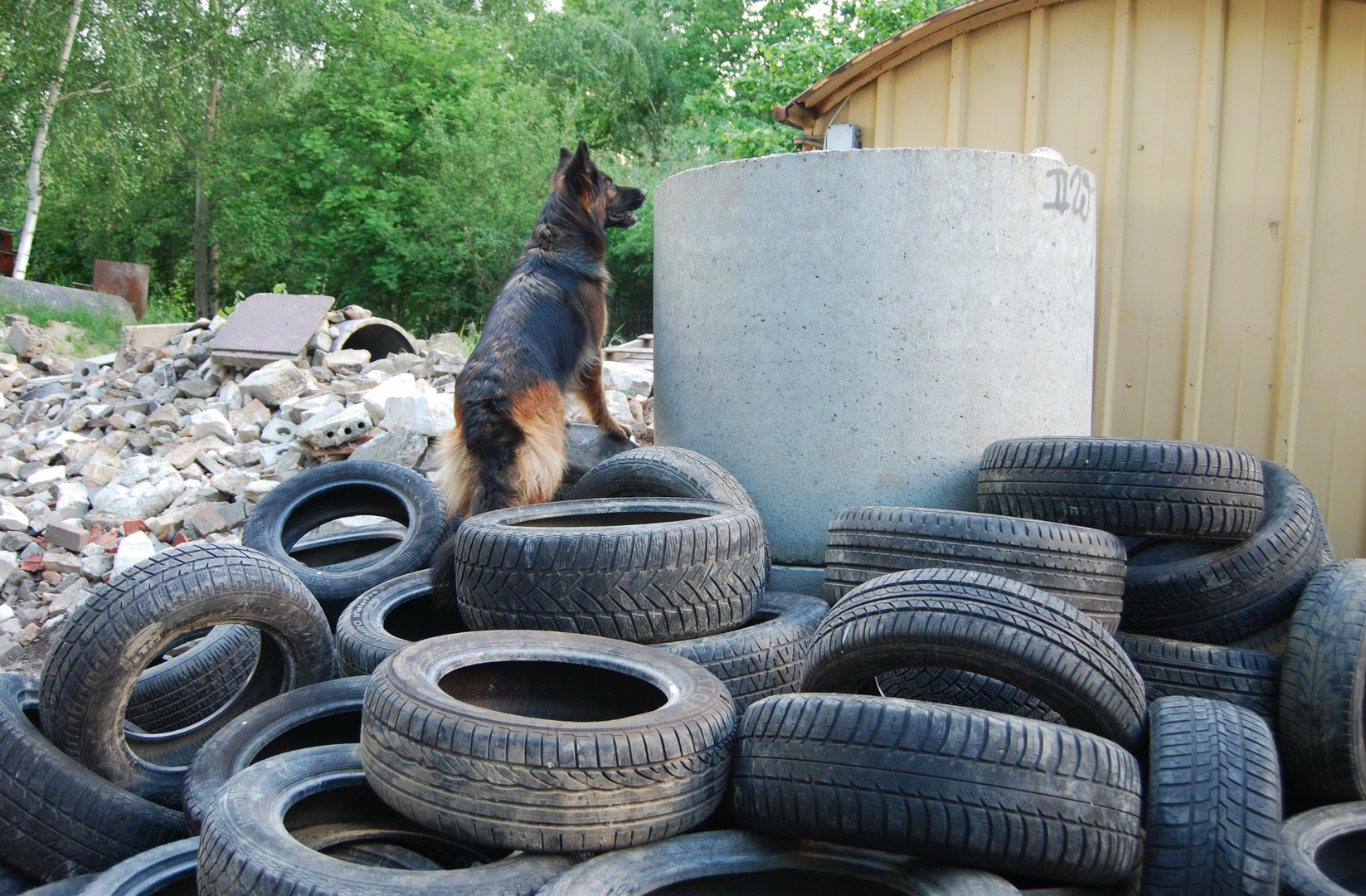 Rettungshund im Einsatz