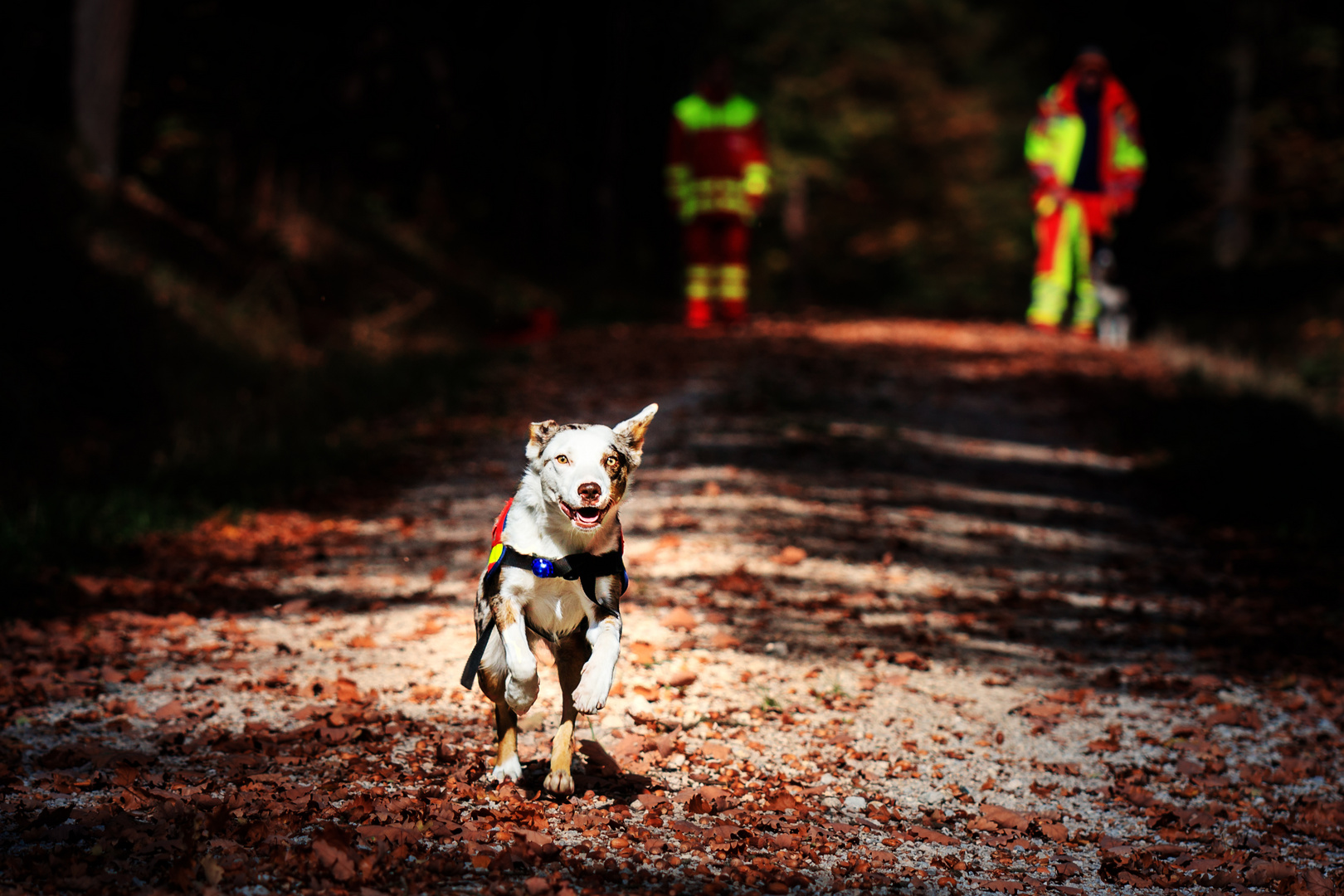 Rettungshund im Einsatz