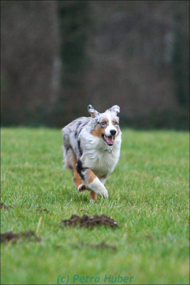 Rettungshund in Späh