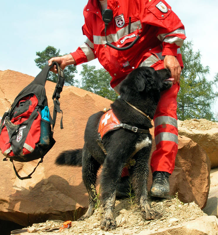 Rettungshund nach Trümmersüche