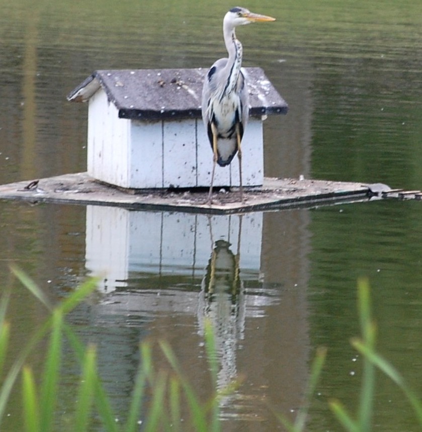 Rettungsinsel