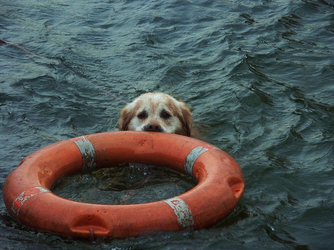 "Rettungsschwimmer"