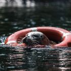 Rettungsschwimmer